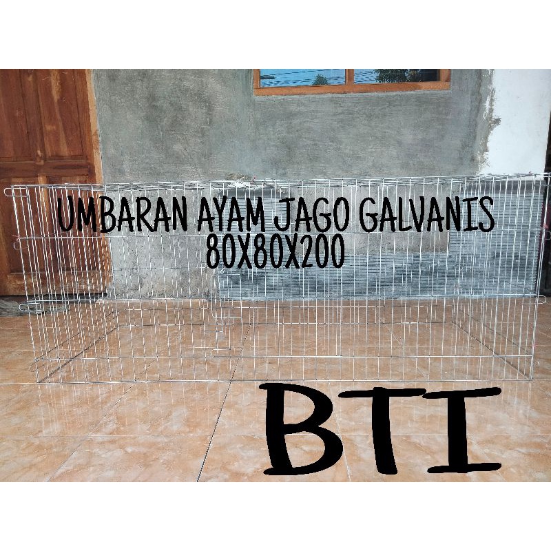 TENGGARAN,UMBARAN GALVANIS AYAM JAGO