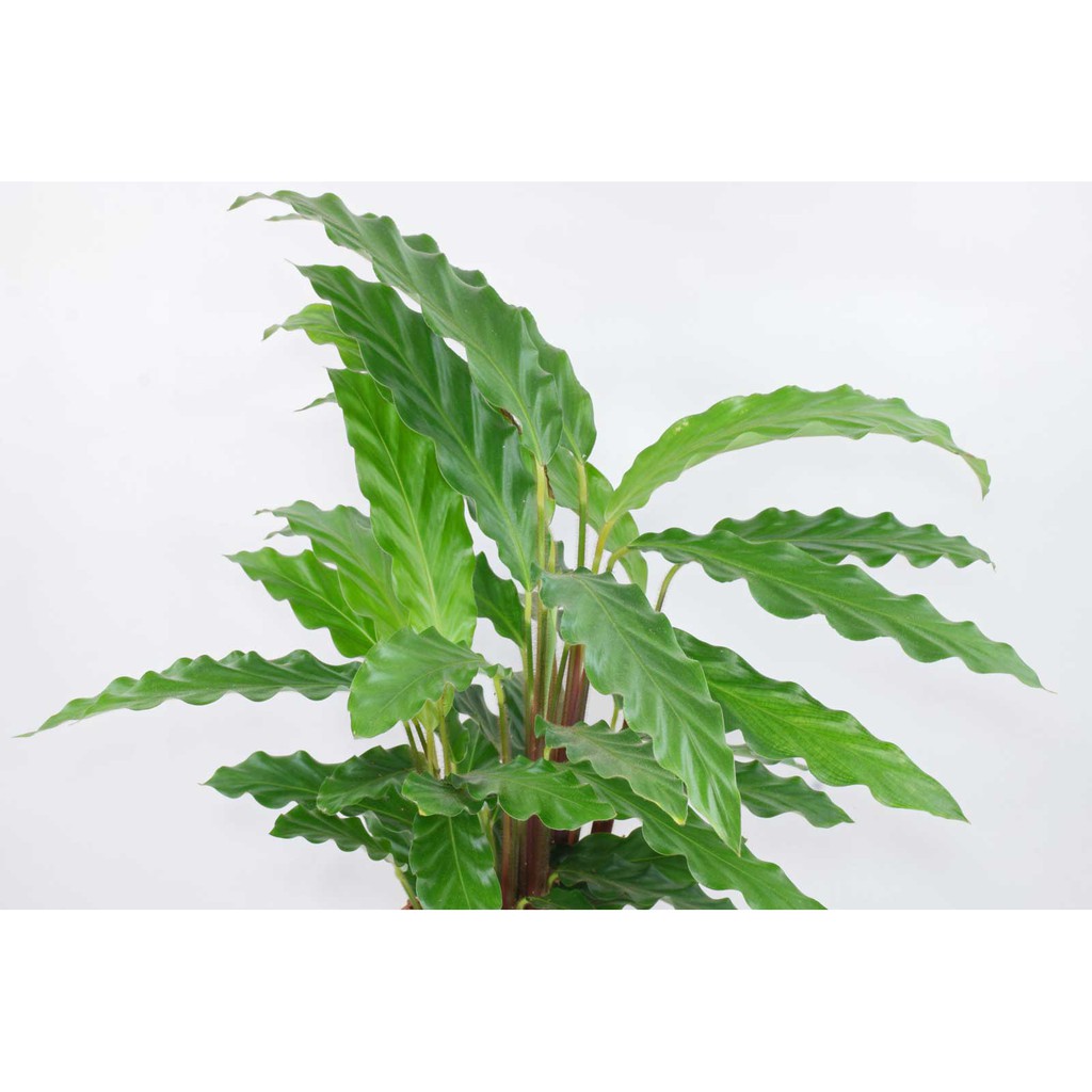 Calathea Rufirbaba