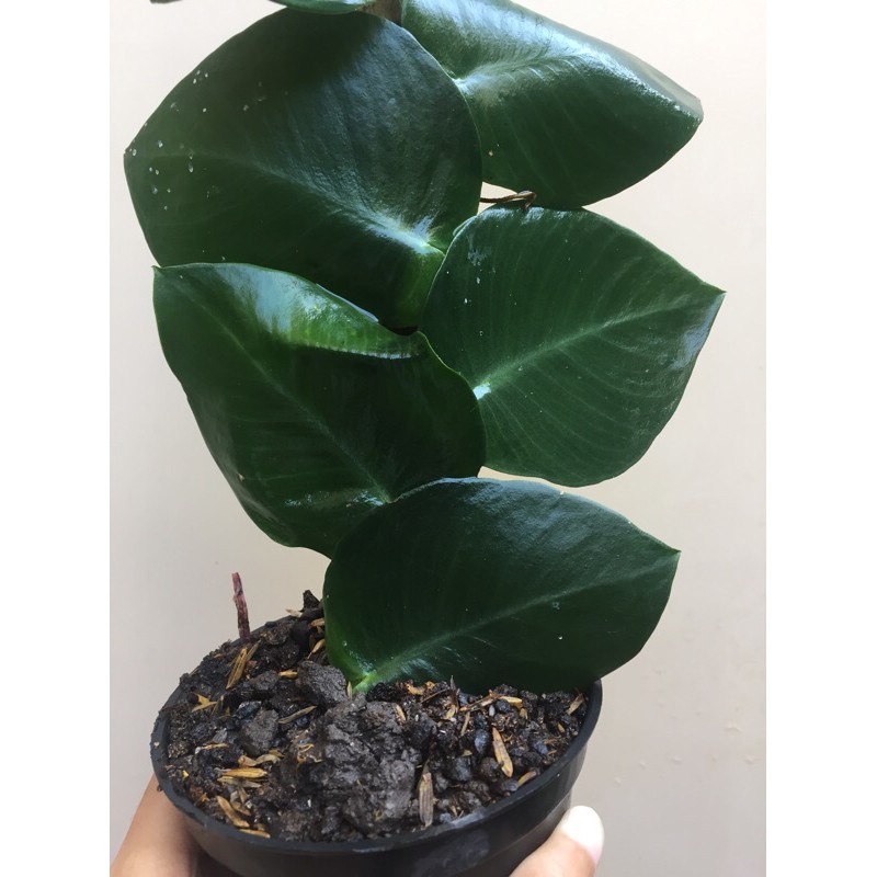 Dollar Rambat Flexi dolar tanaman hias