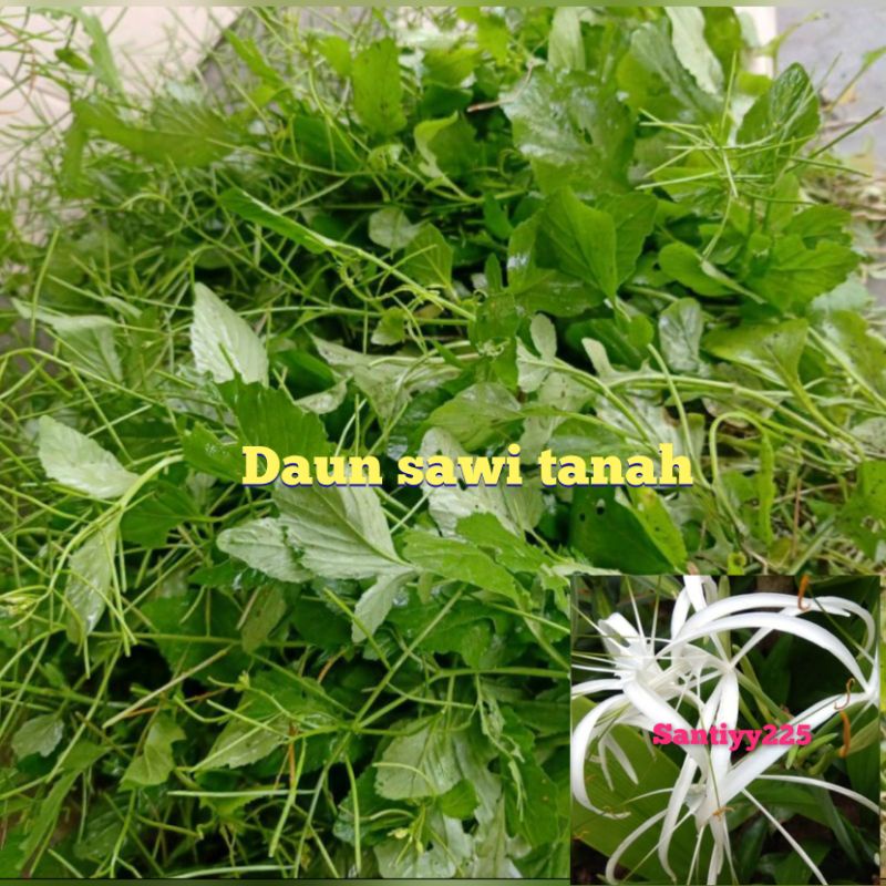 Daun sawi tanah segar