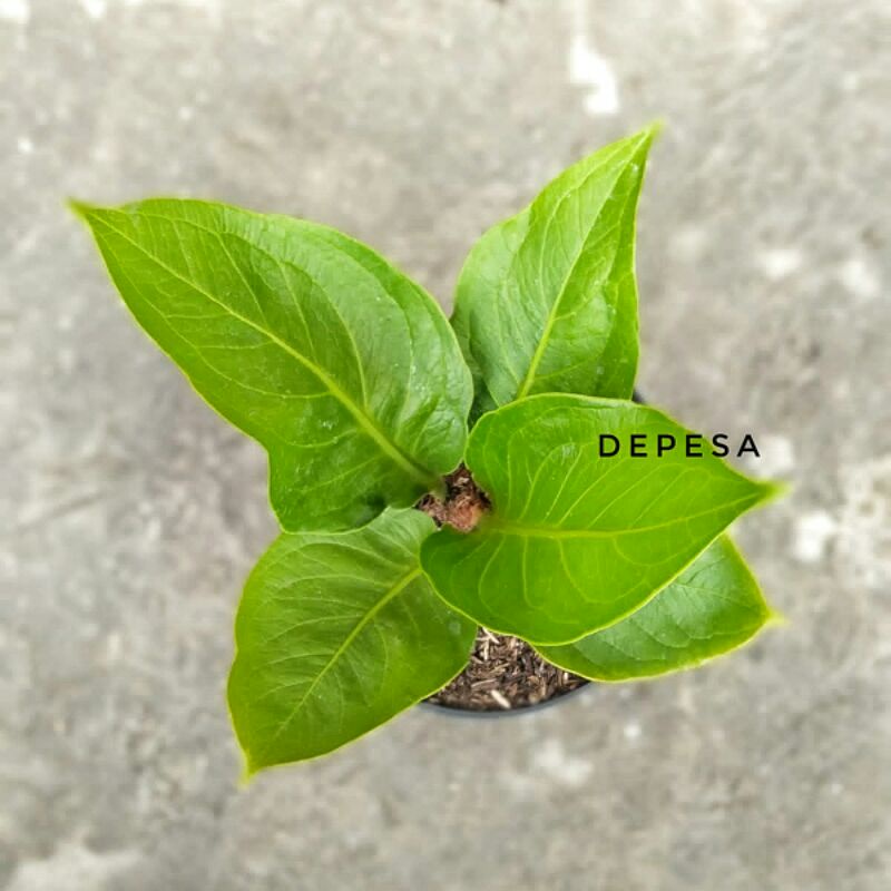 Anthurium jemani cobra varian karakter