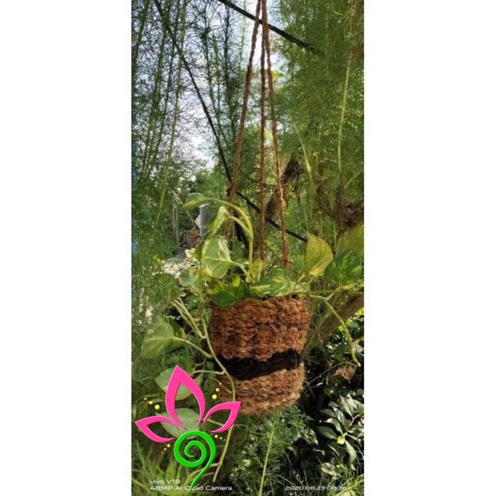 Pot vas bunga  Anggrek Gantung Kombi Akar Kadaka unik Murah