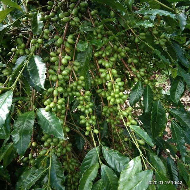 

Fullwashed greenbean Arabica gayo
