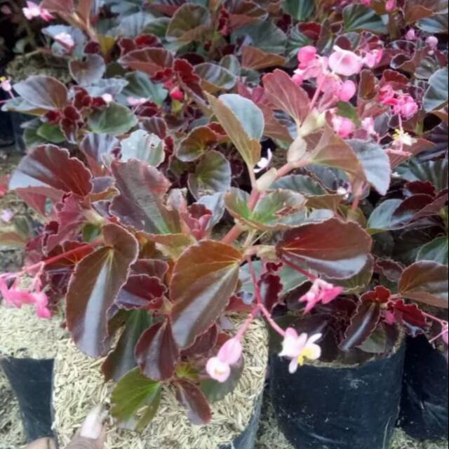 Tanaman hias bunga begonia/tanaman pot gantung
