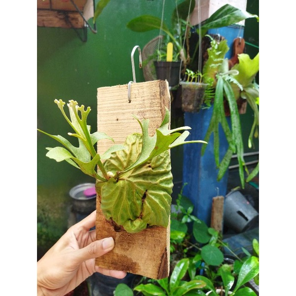 Tanaman Platycerium Ridleyi Tanduk Rusa