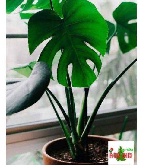 Harga Grosir Tanaman Hias Philodendron Monstera Deliciosa Murahhh Shopee Indonesia