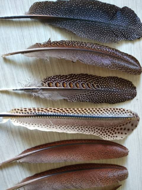 Bulu Burung Ruai P 30 35 Cm Shopee Indonesia