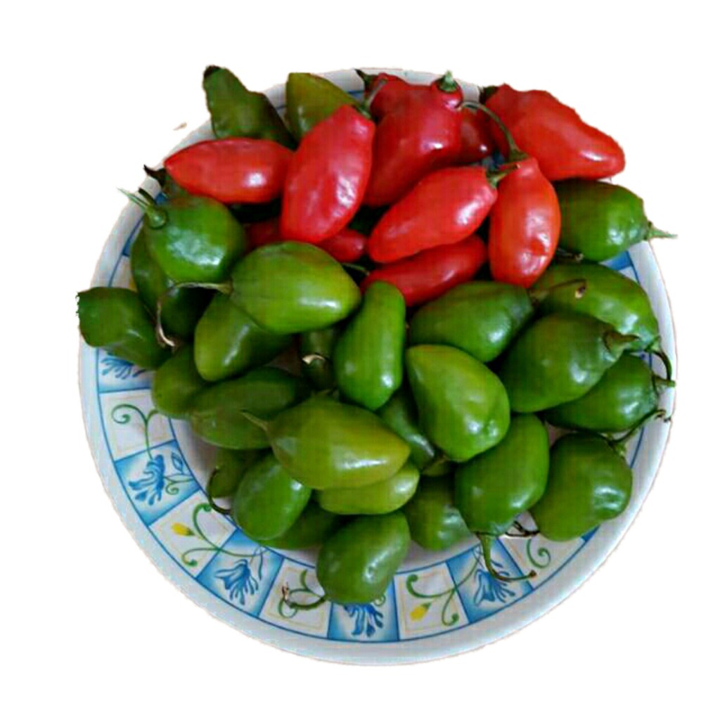 

Cabe gendot segar habanero 500 gr