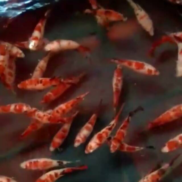 

Ikan cupang koi female khusus partaian