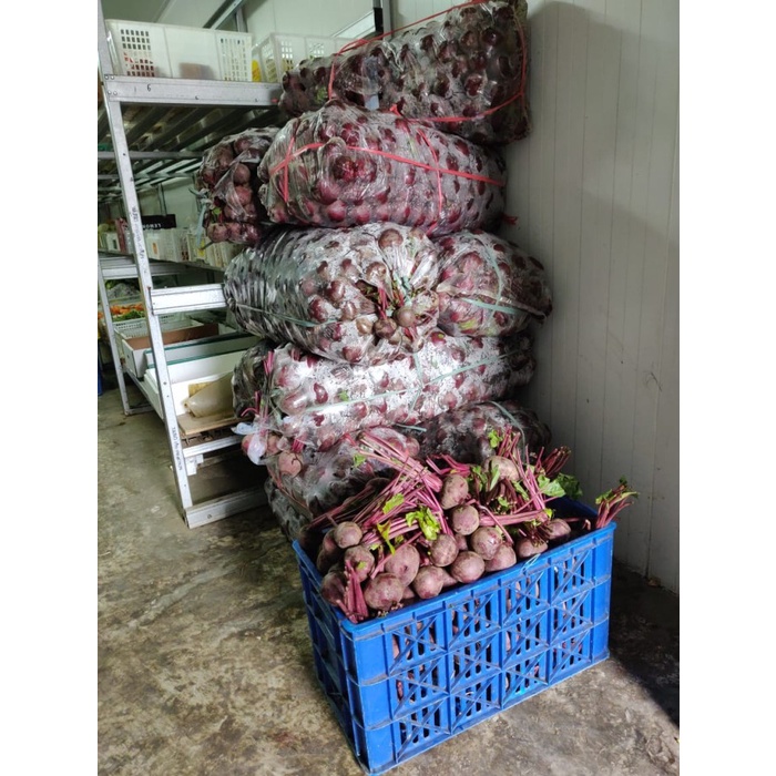 

LAINNYA-KEMASAN-MINUMAN- SUPER PROMO BUAH BIT 1KG / BIT / BEET ROOT / BUAH SEGAR / DIJAMIN -MINUMAN-