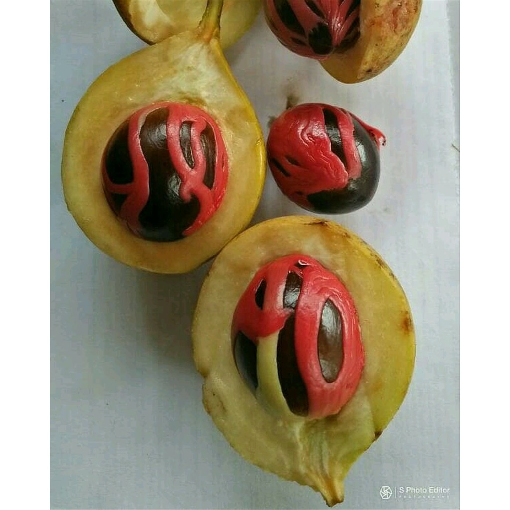 benih biji pala siap semai-10 biji Diskon