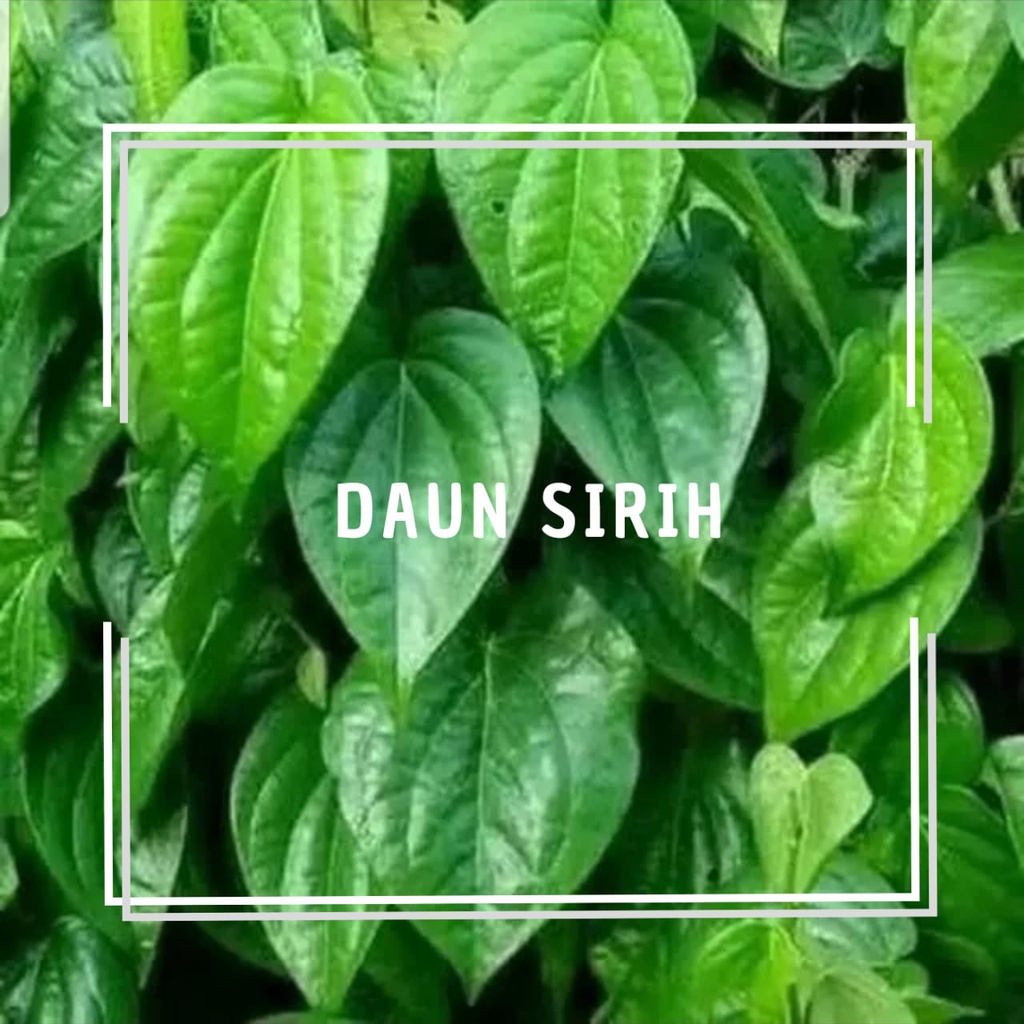 

Daun sirih hijau 10 lembar / daun obat herbal / daun sirih antiseptik / sirih hijau / Daun sirih