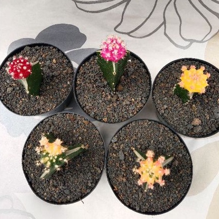 paket kaktus(5pcs) gymno warna-warni plus pot hitam