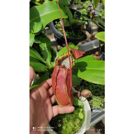 Tanaman Hias Kantung semar sumatrana