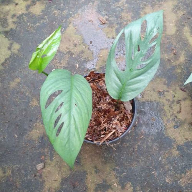 MONSTERA EPIPREMNUM  RAPIDOPORA/  EKOR NAGA