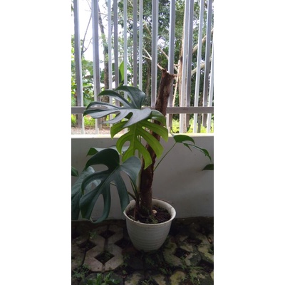 monstera borsigiana