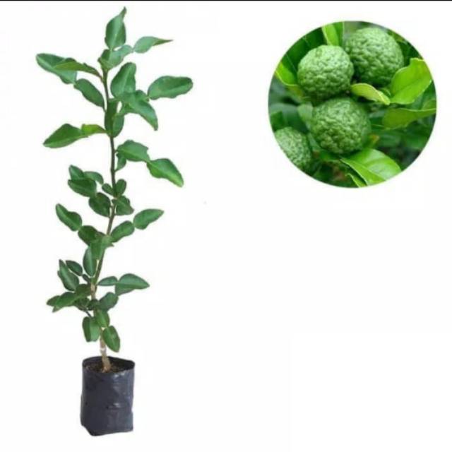 Bibit Tanaman Daun Jeruk Purut Bibit Jeruk Purut ASLI