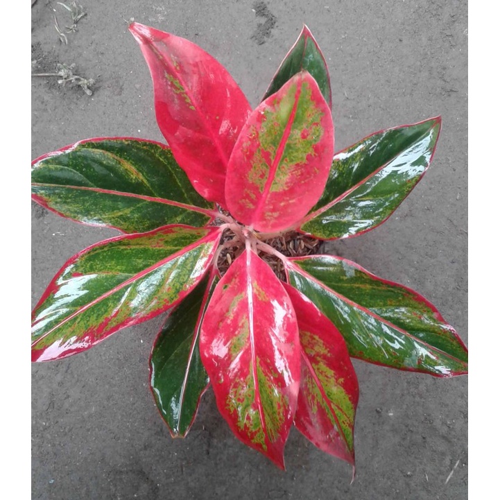 Aglonema Siam Aurora Tanaman Hias Aglonema Red Siam Aurora Merah Murah