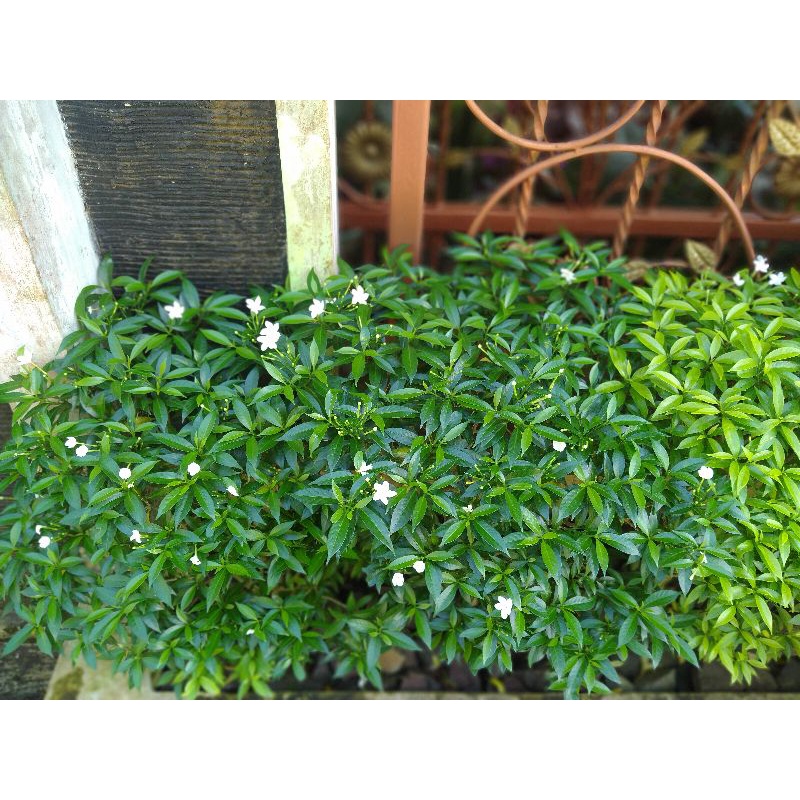 

STEK TANAMAN HIAS mondokaki /melati mini/melati mondokaki herbal .