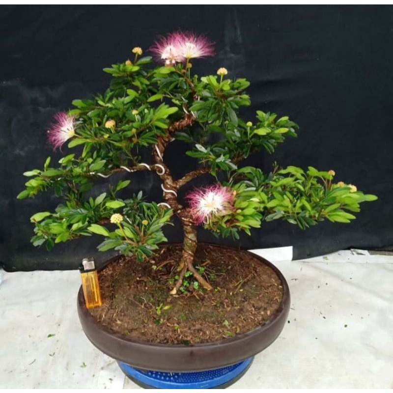 Bahan Bonsai Tanaman kaliandra sulimaraja/surinamensis