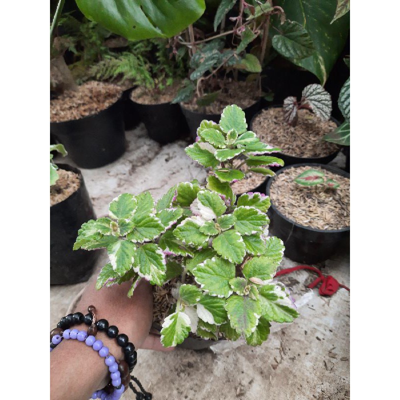 TANAMAN HIAS/BUNGA HIAS/DAUN MINT VARIGATA/MINT VARIGATA/MINT