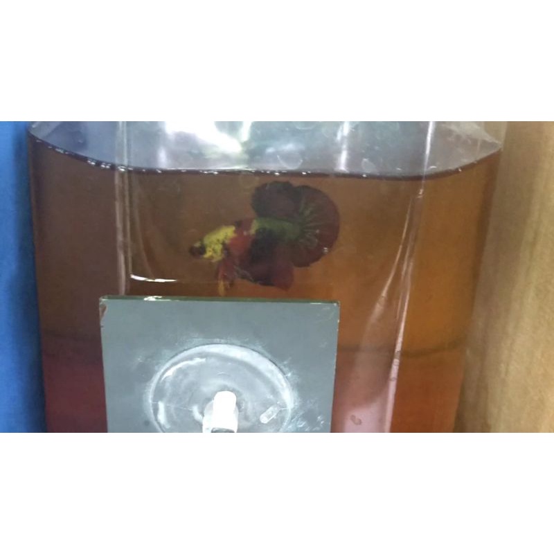 HMPK Koi