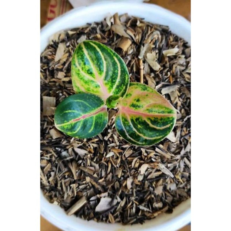 Aglonema Rinjani//Baby Aglonema Rinjani Ekonomis