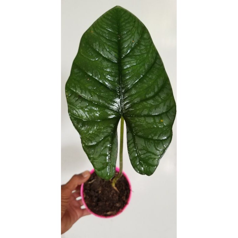 alocasia nebula (rawatan)