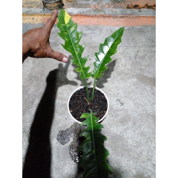 Philodendron Ring Of Fire