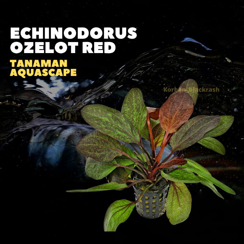 Echinodorus ozelot red ( Tanaman Aquascape Aquarium Kolam Ikan )