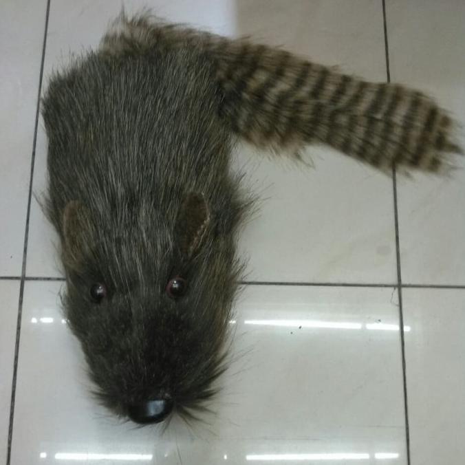 Racoon - Rocky Racoon - Boneka Racoon - Media Pantomim - Alat Sulap