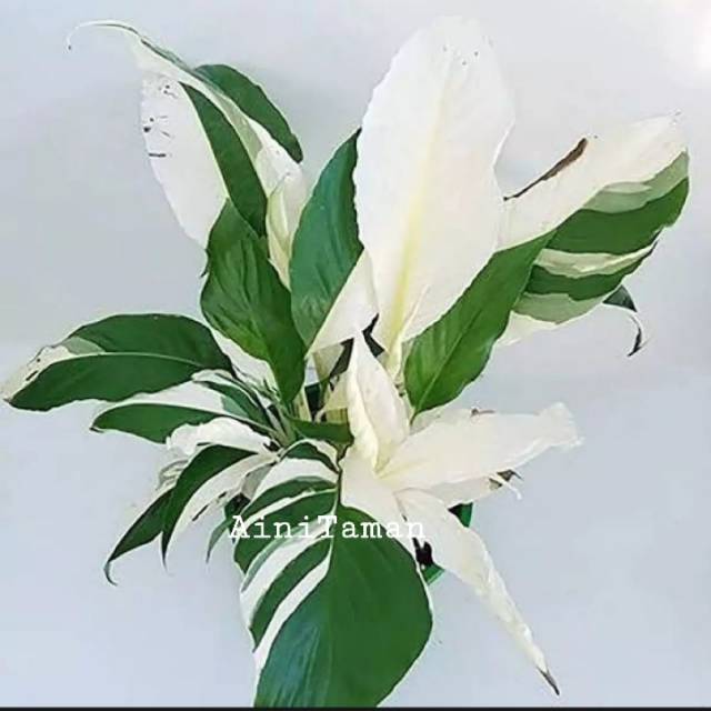 Tanaman Hias Sepatu Film Varigata Sepatu Pilum Lily Peace Variegata Pohon Peace Lily Shopee Indonesia