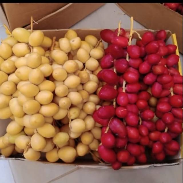 

Kurma muda