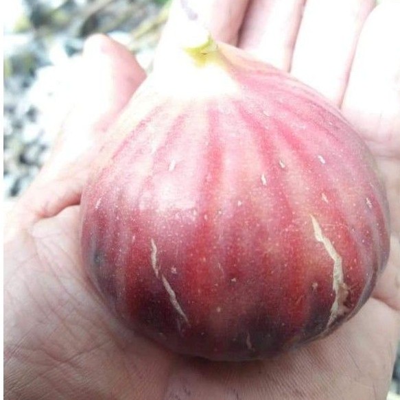 Bibit tin jenis Super Jumbo - bibit buah tin Suju - bibit tin cangkok