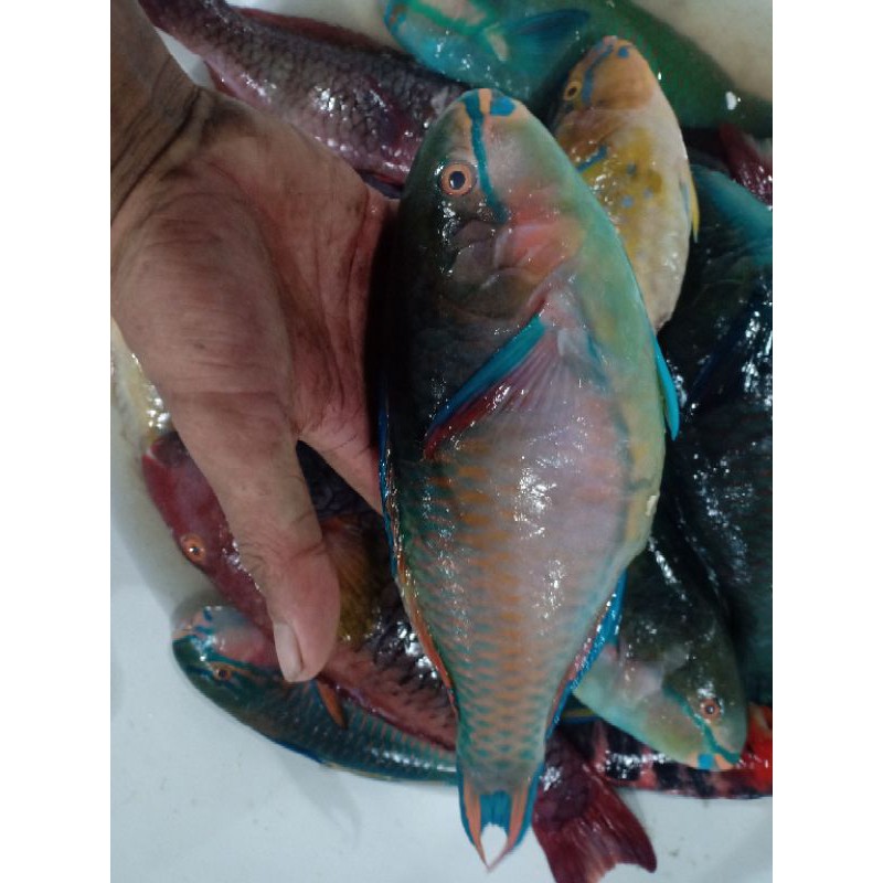 

Ikan Kaka Tua Segar harian super premium/1kg