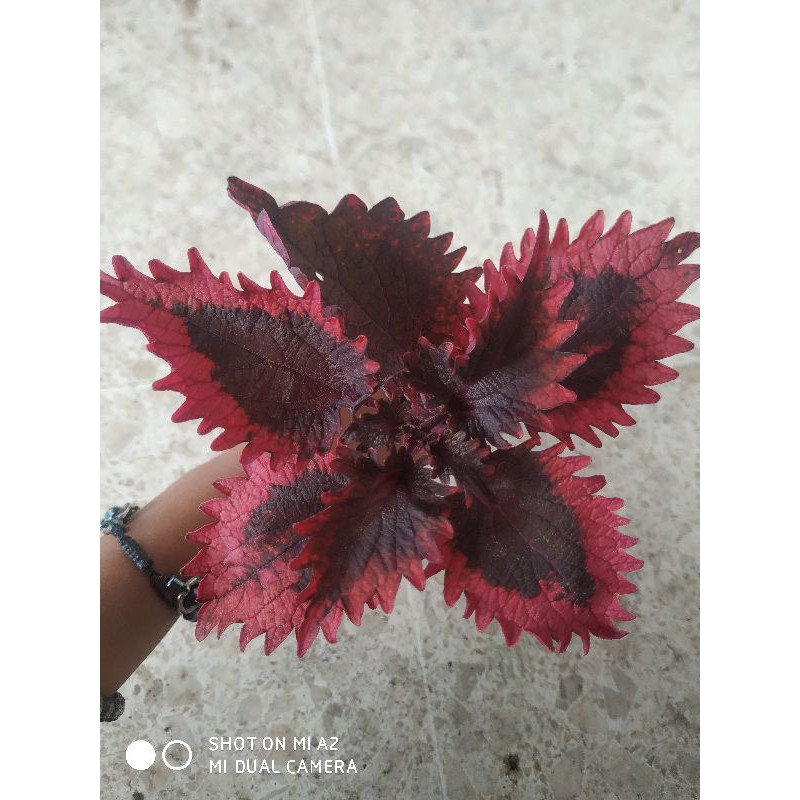 Miana/Coleus/JawerKotok/Premium Dendeng Balado