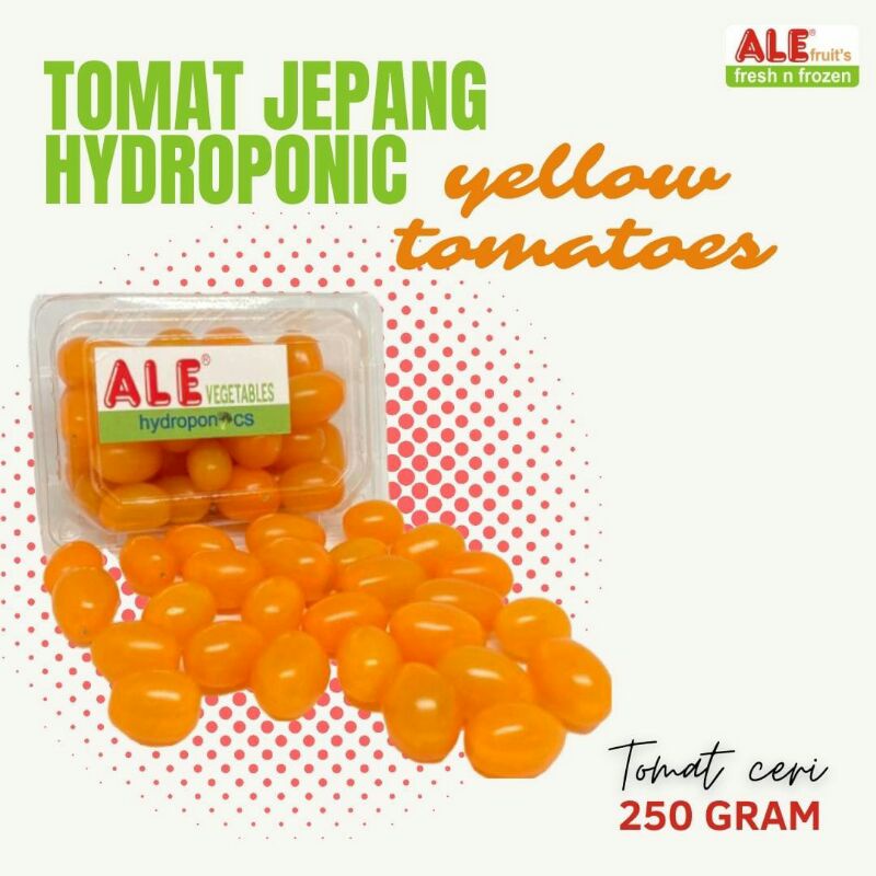 

Tomat Jepang hydroponic, yellow tomatoes Japan hydroponic. Tomat ceri kuning.