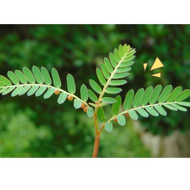 

Promo Daun meniran 100 gram segar dan organik