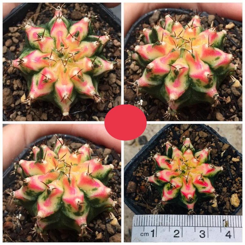 Kaktus Gymnocalycium/gymno Multicolor/Multicolour Varigata Rata Di setiap Ribs