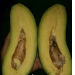 Bibit Alpukat Subang / alpukat kelud jumbo asli