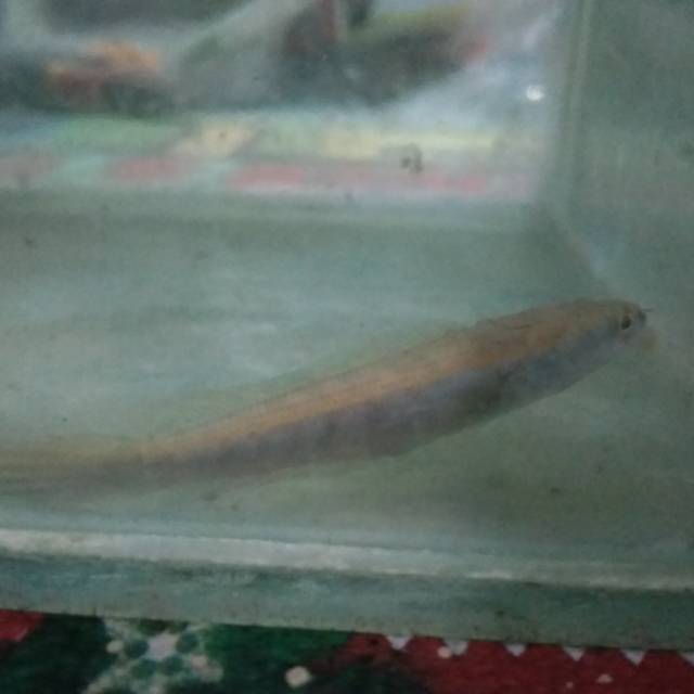 

Channa Yellow sentarum