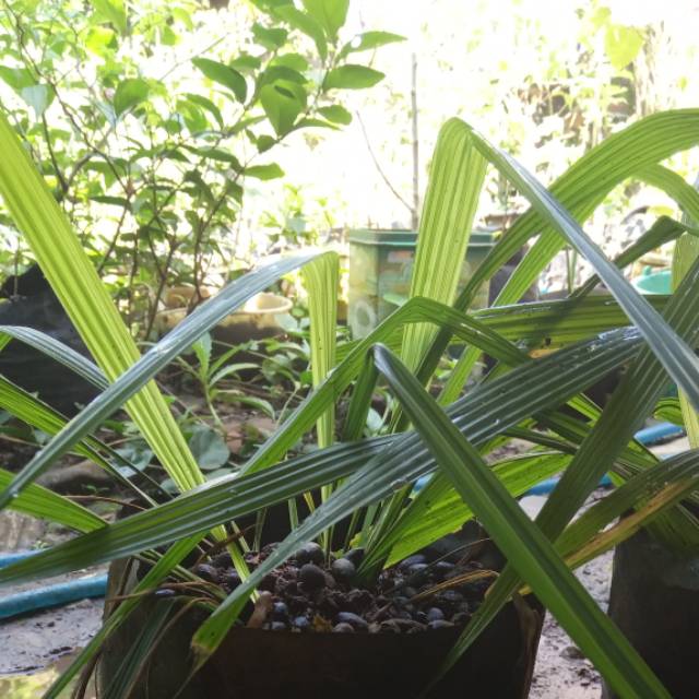 Bibit tanaman bawang dayak / brambang dayak