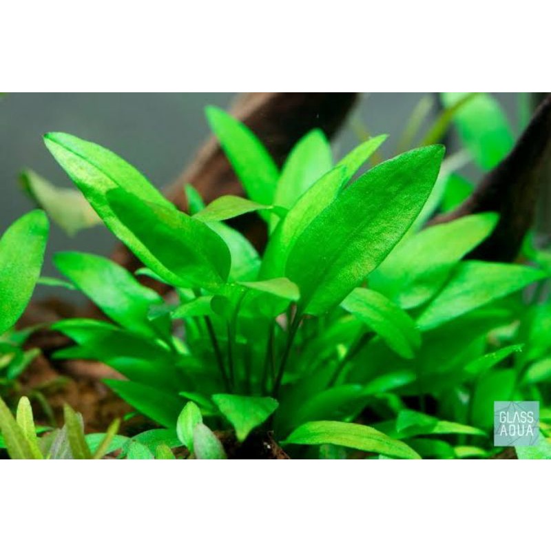 cryptocoryne wendtii green