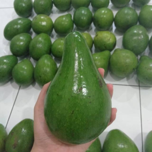 

Alpukat Jumbo Mentega Samosir