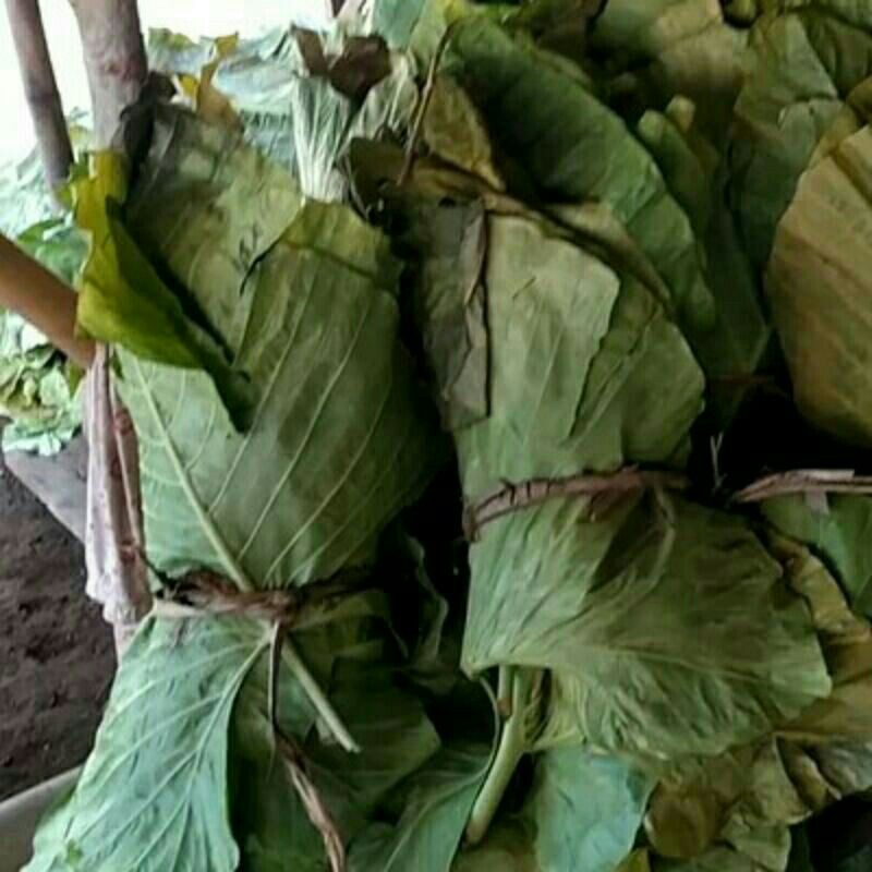 DAUN TALAS BENENG SEGAR 500gram
