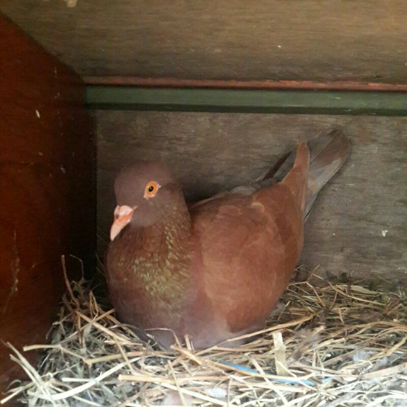 sepasang burung dara (hidup) kolongan turun loss