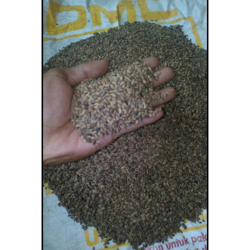 1 Kg Benih Biji Pohon Pinus Merkusi Siap Semai Terlaris"