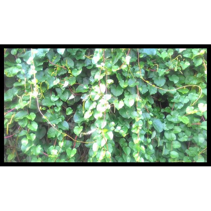 

Daun binahong segar - Heartleaf maderavine madevine / Deng san chi) BIG SALE