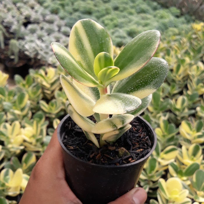 Jade Plant Variegata