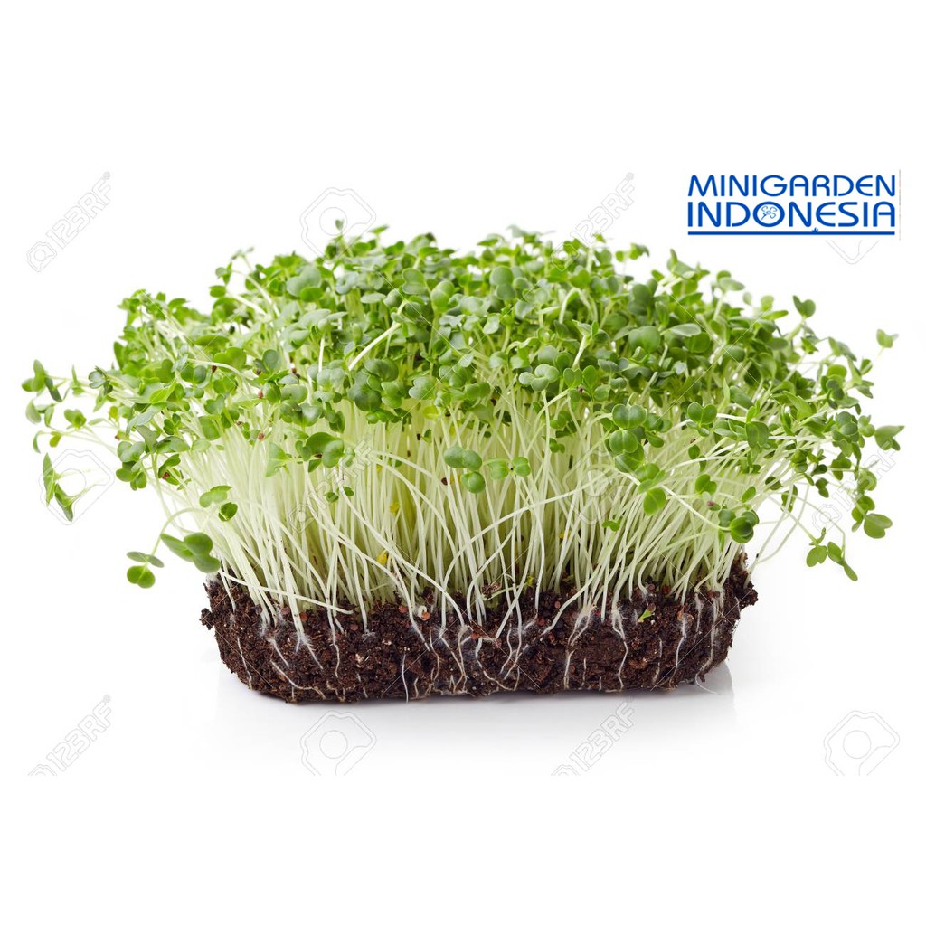 100 benih brokoli sprout sayuran sawi sawian sunflower red microgreens salad MGI hidroponik